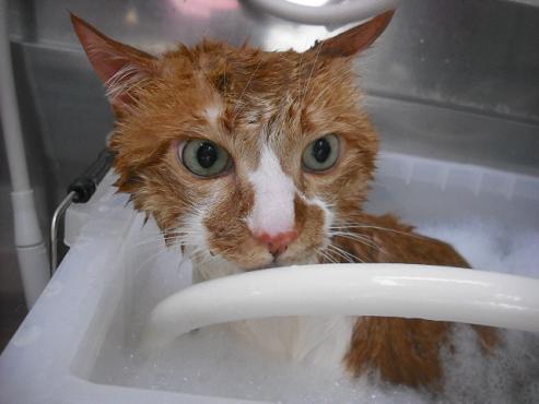 ファイル 1490-2.jpg