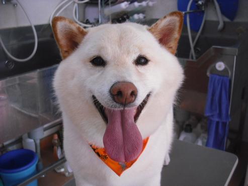 ファイル 1491-1.jpg