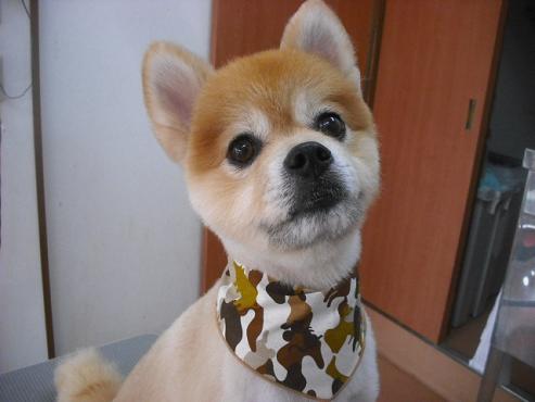 ファイル 1493-1.jpg