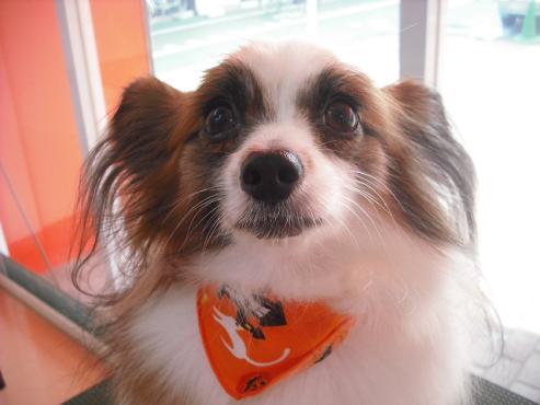 ファイル 1499-1.jpg