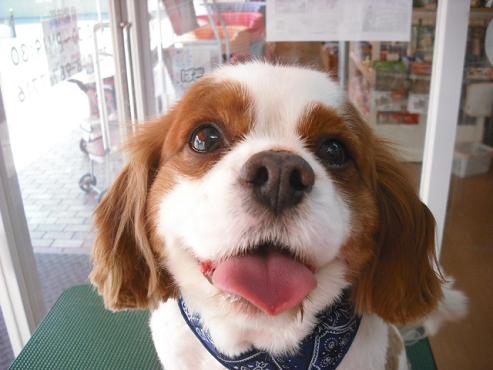 ファイル 15-1.jpg