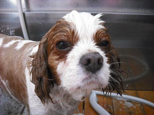 ファイル 15-2.jpg