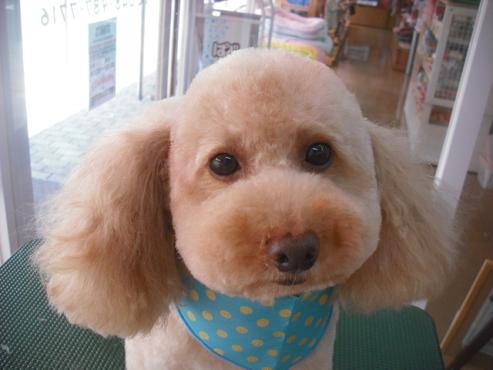 ファイル 1503-1.jpg