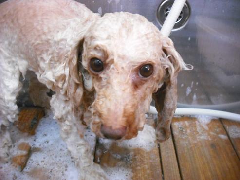 ファイル 1503-2.jpg