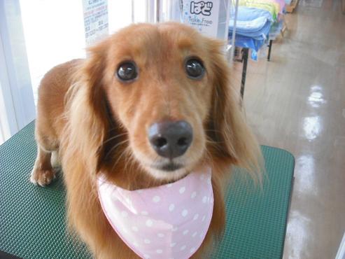 ファイル 1504-1.jpg