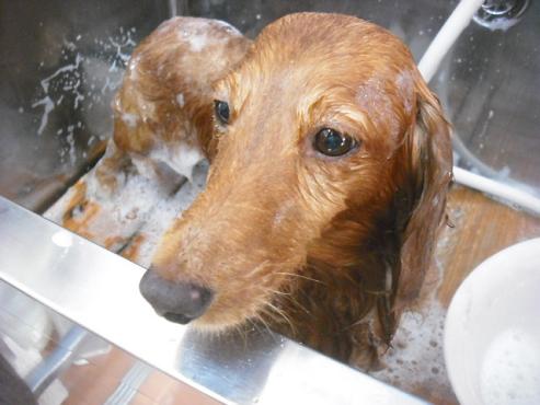 ファイル 1504-3.jpg