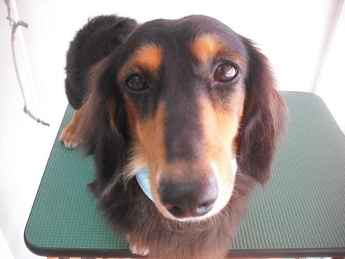 ファイル 1505-1.jpg