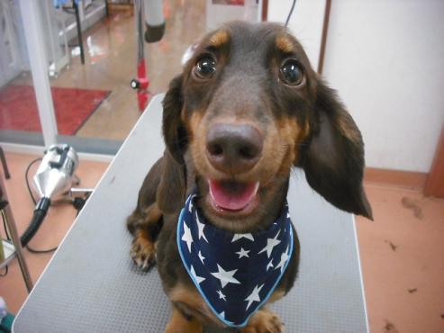 ファイル 1507-1.jpg