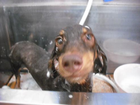 ファイル 1507-3.jpg