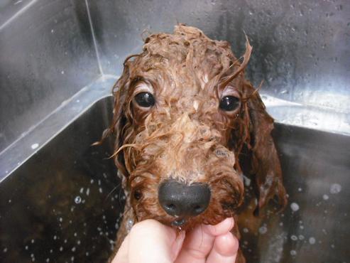 ファイル 1508-3.jpg