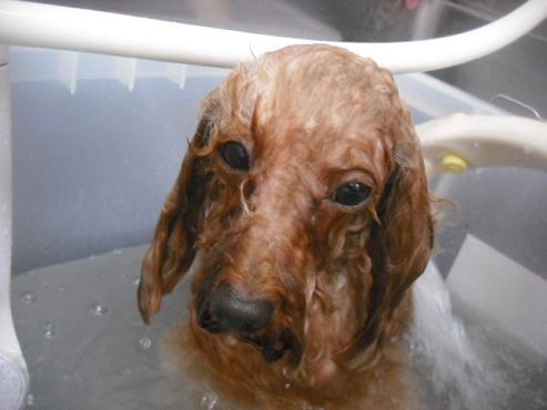 ファイル 1510-2.jpg