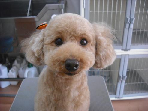 ファイル 1511-1.jpg