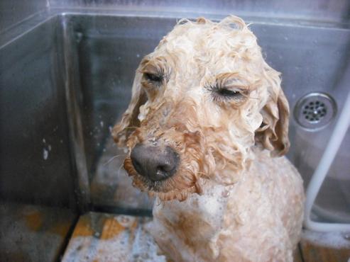 ファイル 1512-3.jpg