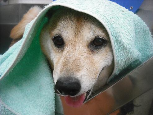 ファイル 1513-2.jpg