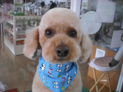 ファイル 1515-2.jpg