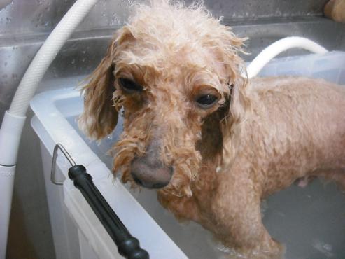 ファイル 1515-3.jpg