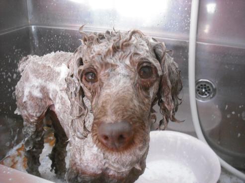 ファイル 1516-2.jpg