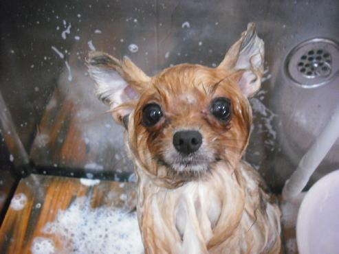 ファイル 1517-2.jpg