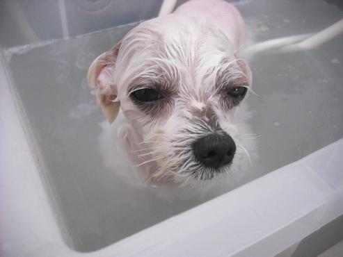 ファイル 1518-3.jpg