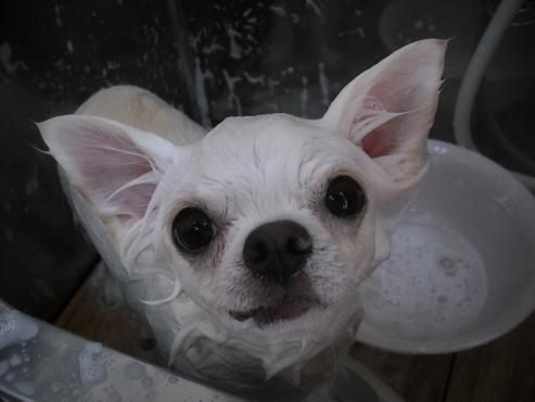 ファイル 1520-3.jpg