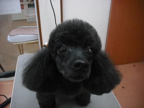 ファイル 1521-1.jpg