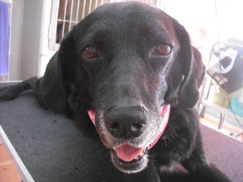 ファイル 1523-1.jpg