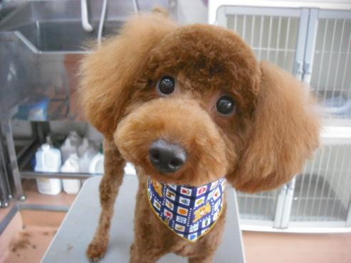 ファイル 1524-1.jpg