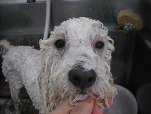 ファイル 1525-2.jpg