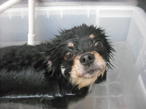 ファイル 1526-3.jpg