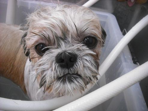 ファイル 1527-3.jpg