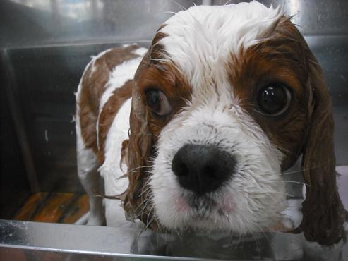 ファイル 1528-2.jpg