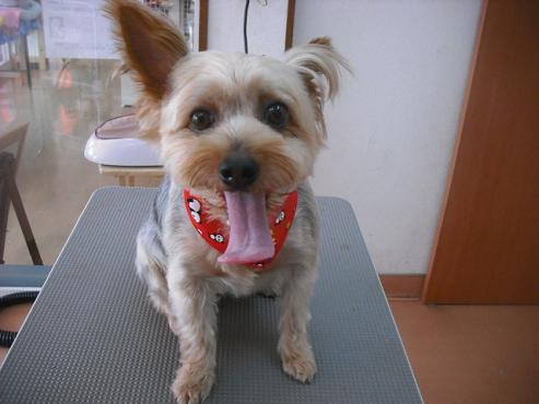 ファイル 1529-1.jpg