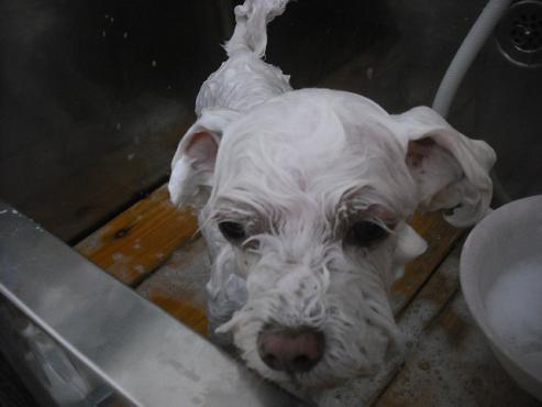 ファイル 1530-2.jpg