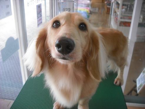 ファイル 1531-1.jpg