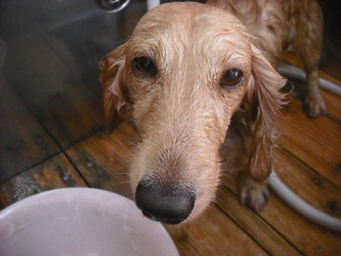 ファイル 1531-2.jpg