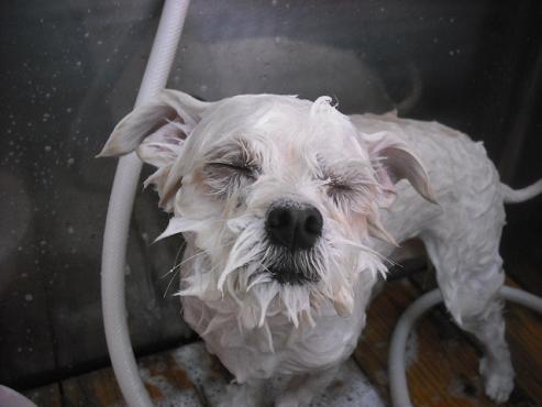 ファイル 1532-2.jpg