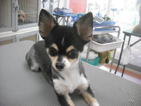 ファイル 1535-1.jpg