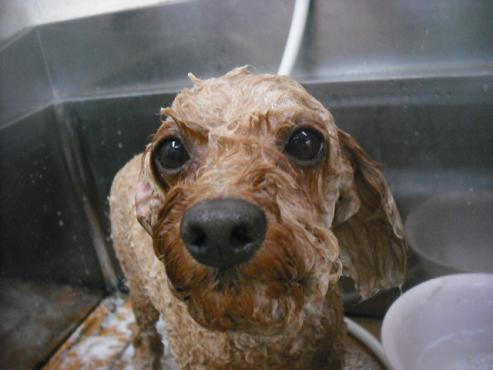 ファイル 1537-2.jpg