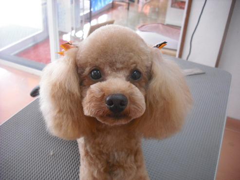 ファイル 1545-1.jpg