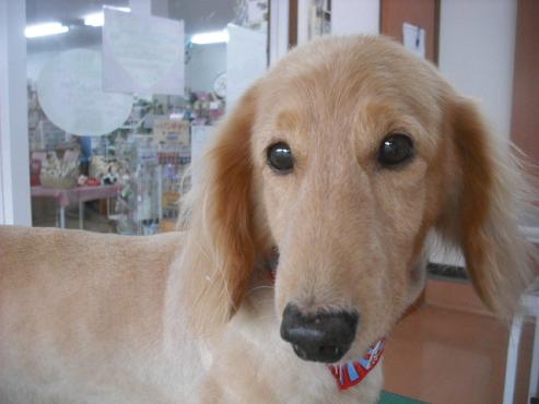 ファイル 1546-1.jpg