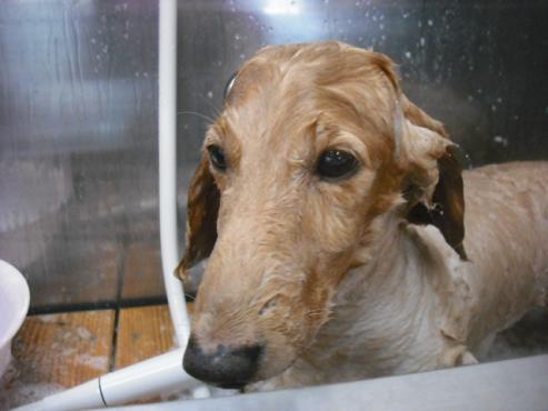 ファイル 1546-2.jpg