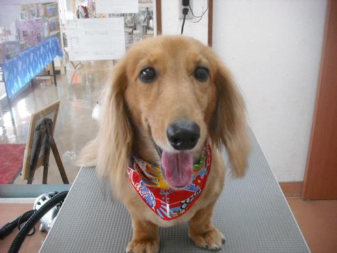 ファイル 1547-1.jpg