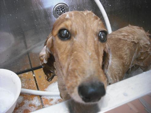 ファイル 1547-2.jpg