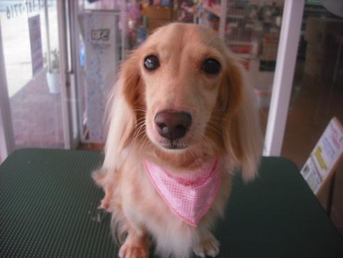 ファイル 1551-1.jpg