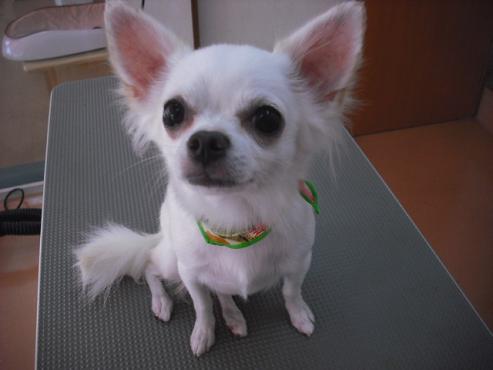 ファイル 1553-1.jpg