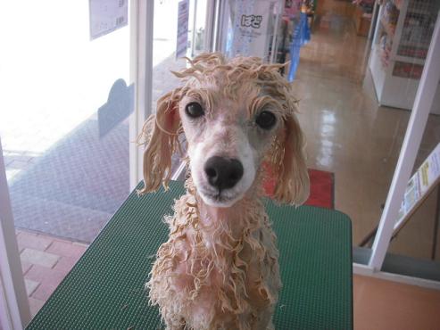 ファイル 1555-2.jpg