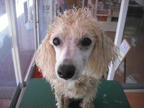 ファイル 1556-2.jpg