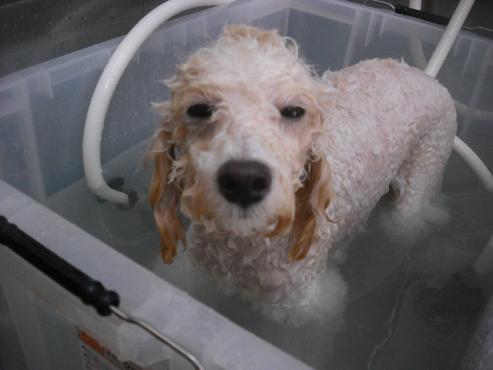 ファイル 1557-2.jpg