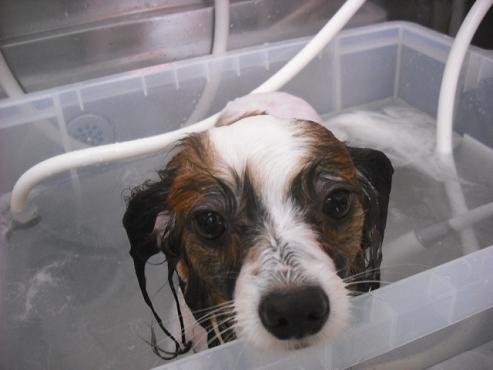 ファイル 156-1.jpg