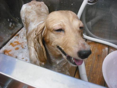 ファイル 1565-2.jpg